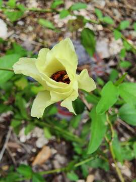 Image of variableleaf flymallow