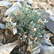 Image of <i>Astragalus <i>calycosus</i></i> var. calycosus