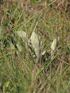 Image of Lopesia parimarii Tavares 1908