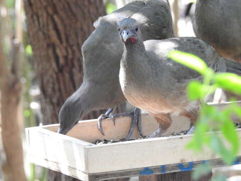 Image of Plain Chachalaca