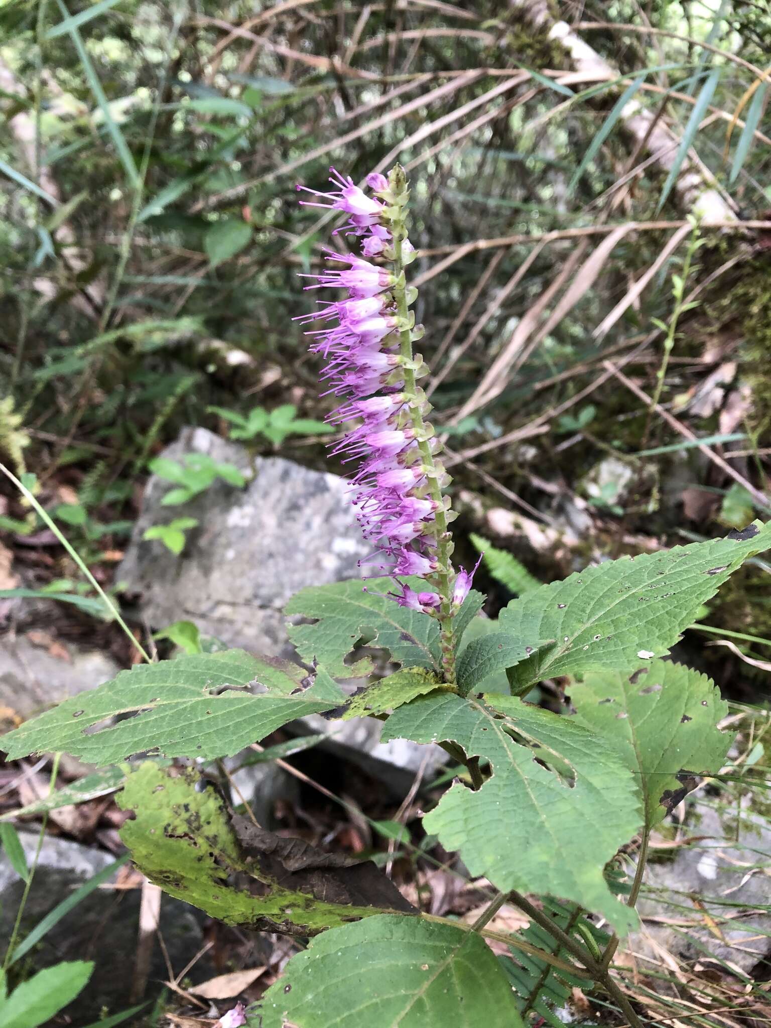 Image of Collinsonia macrobracteata (Masam.) Harley