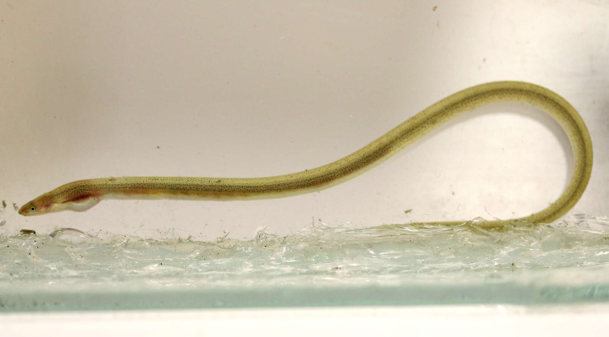 Image of Myrophis