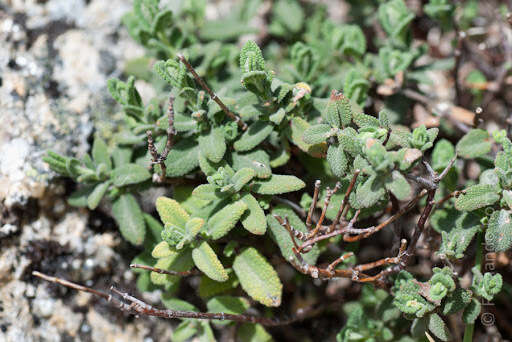 Image of Teucrium salviastrum Schreb.