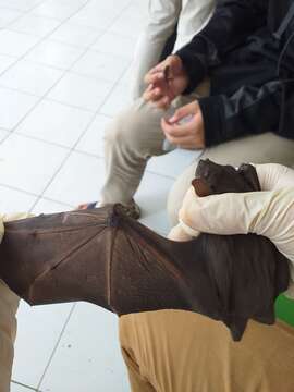 Image of Indonesian Short-nosed Fruit Bat