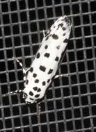 Image of Ethmia clytodoxa Turner 1917