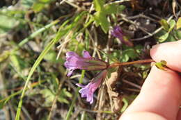 Image de Gentianella amarella var. lingulata (C. Agardh) T. Karlsson