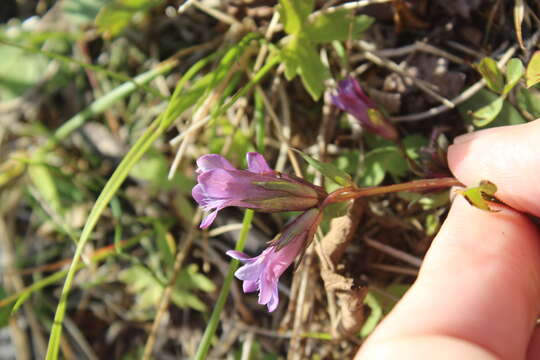 Image of Gentianella amarella var. lingulata (C. Agardh) T. Karlsson