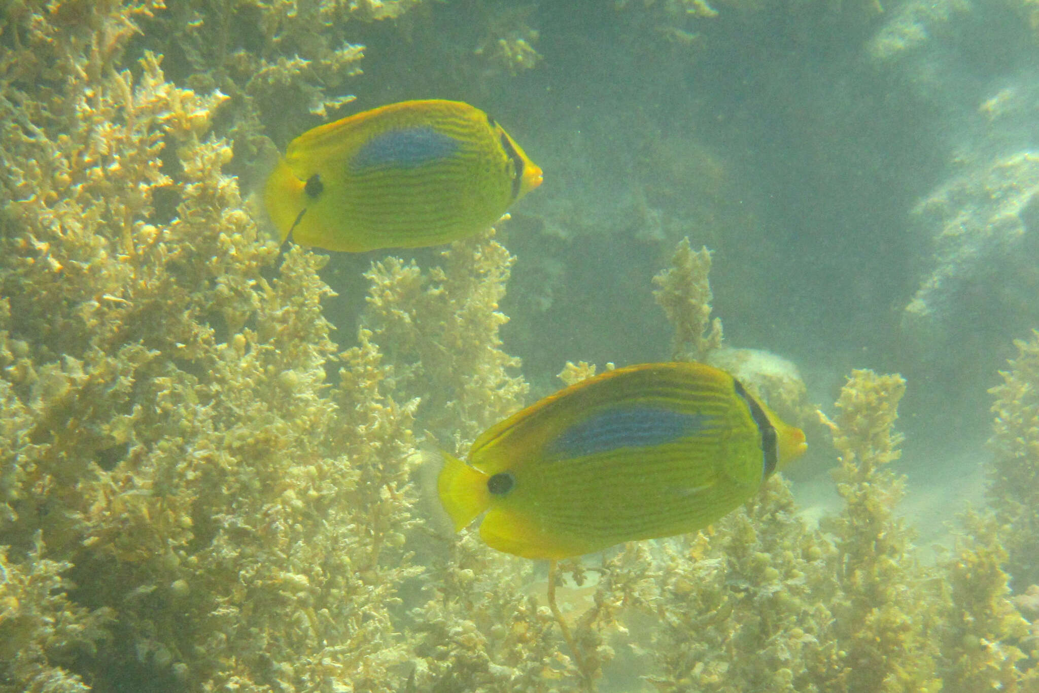 Image of Blue-dash Butterflyfish