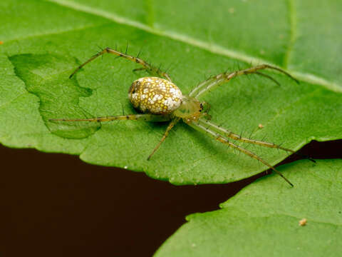 Image of Mangora maculata (Keyserling 1865)