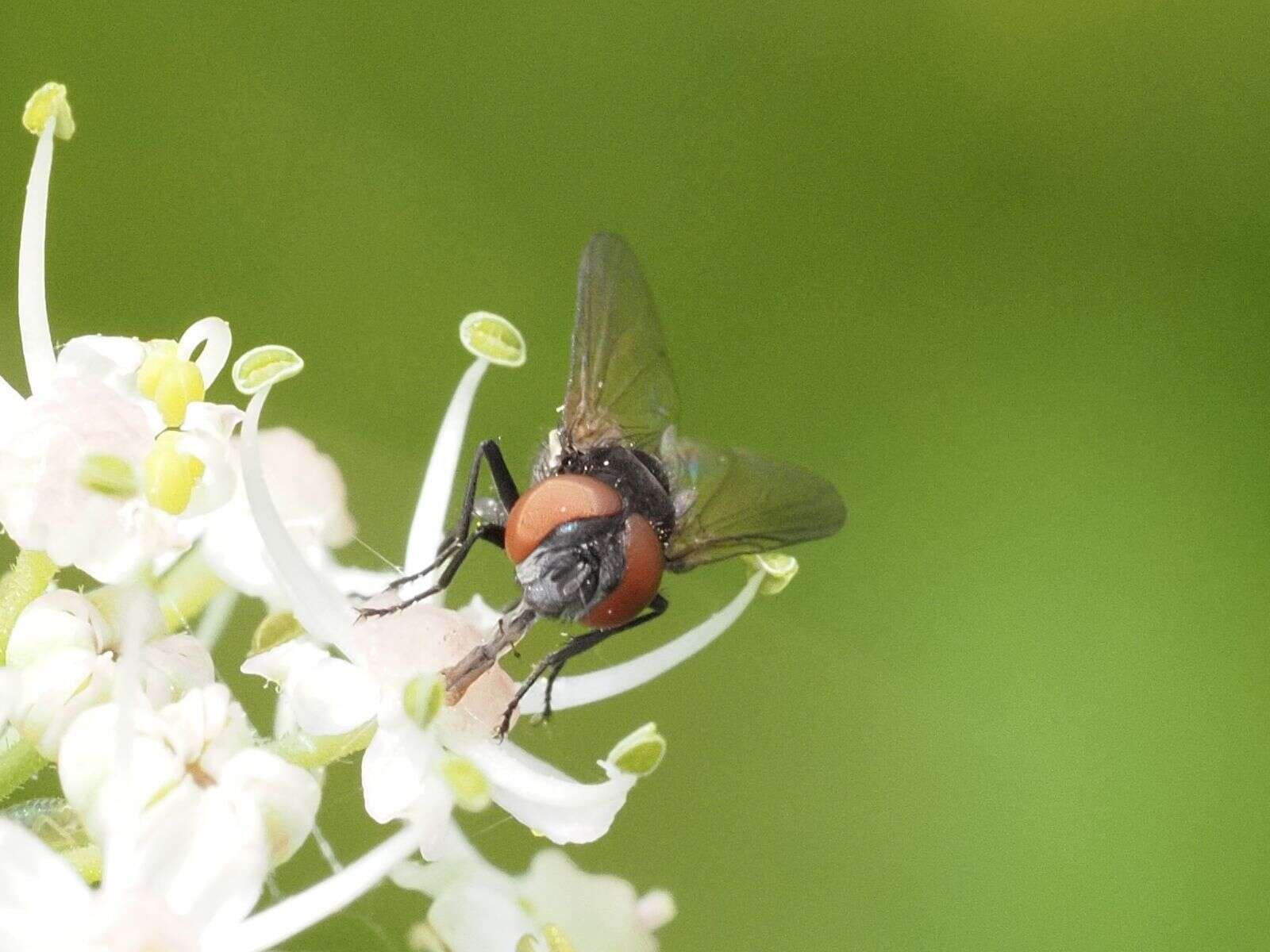 Image of Phasia barbifrons (Girschner 1887)