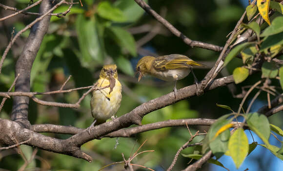 Image of Little Weaver