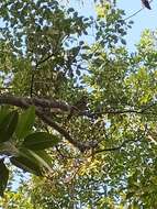 Image of Spotted Catbird