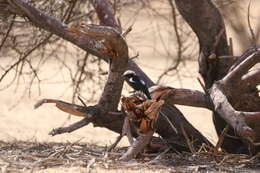 Image of Mountain Wheatear