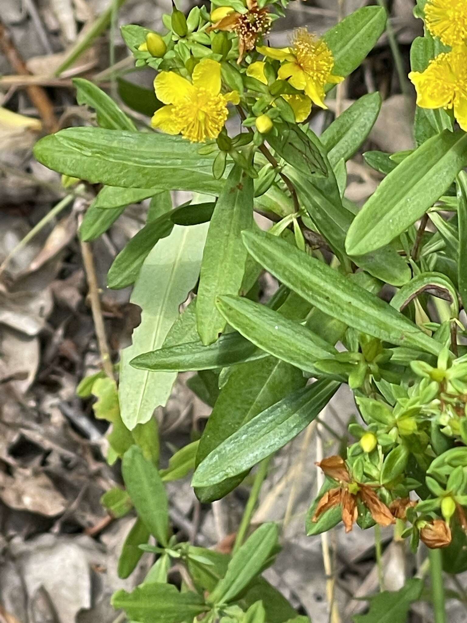 صورة Hypericum lobocarpum Gattinger