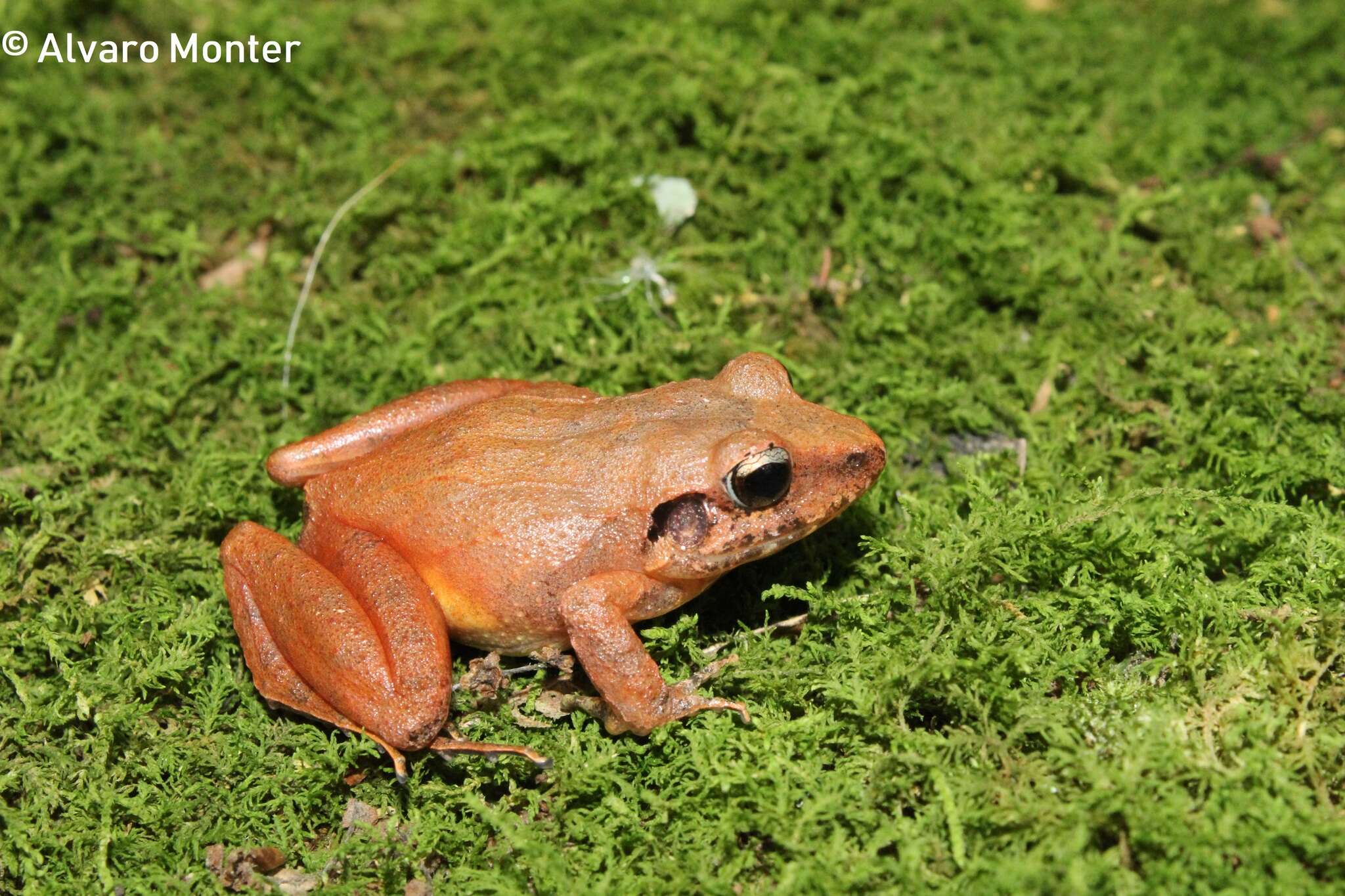 Image of Polymorphic Robber Frog