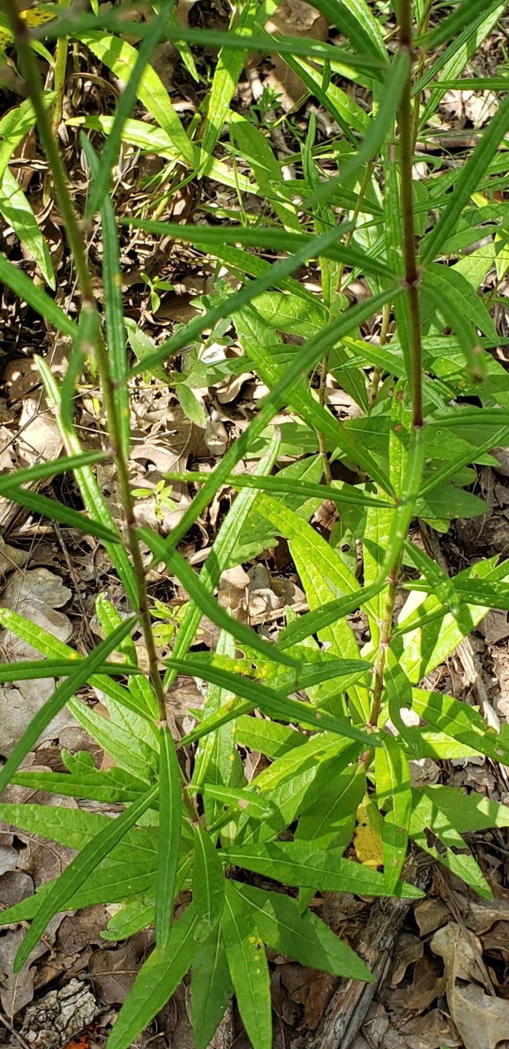 Plancia ëd Vernonia texana (A. Gray) Small