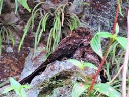 Image of Lyre-tailed Nightjar