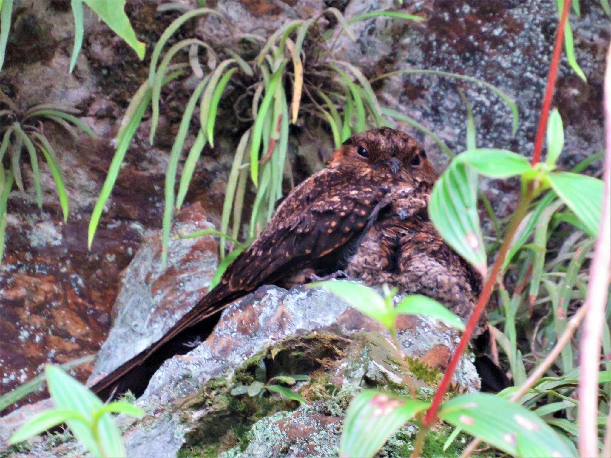 Image of Lyre-tailed Nightjar