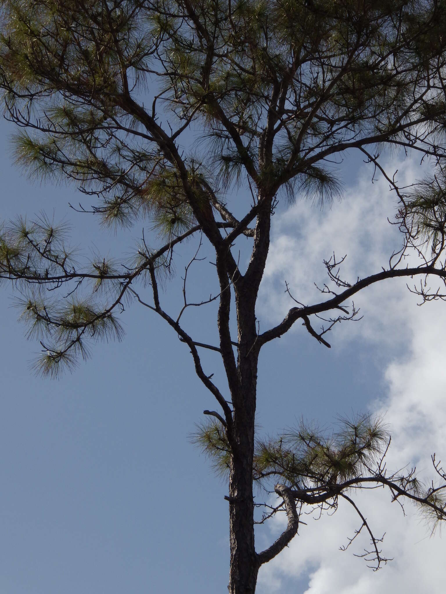 Image of Slash Pine