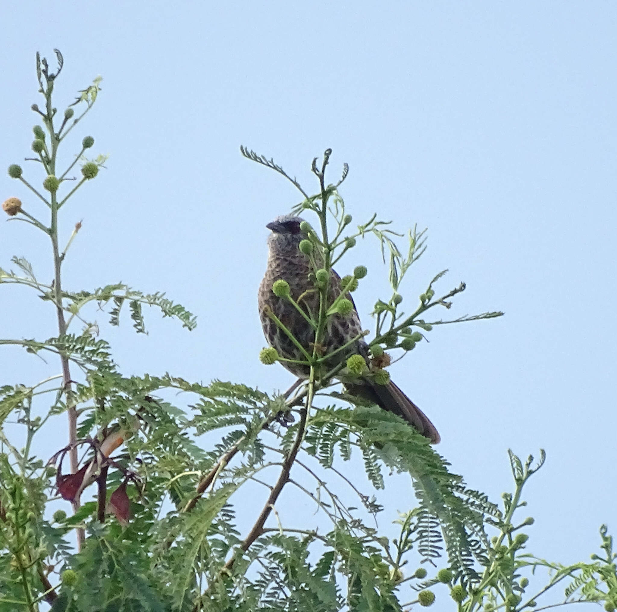 Image of Hartlaub's Babbler