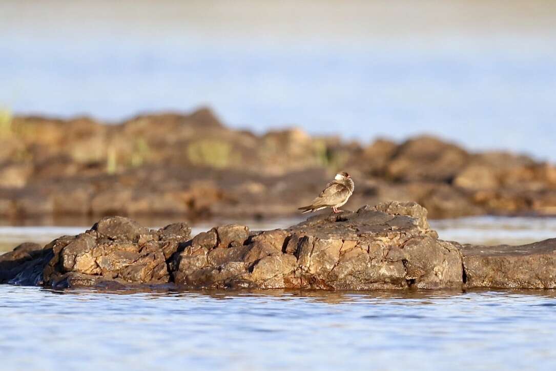 Image of Rock Pratincole