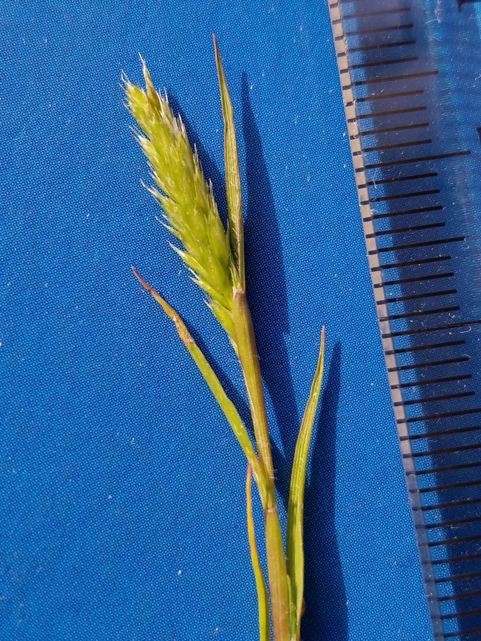 Image of hairgrass