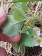 Image of Virginia strawberry