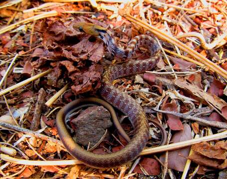 Imagem de Coelognathus helena helena (Daudin 1803)