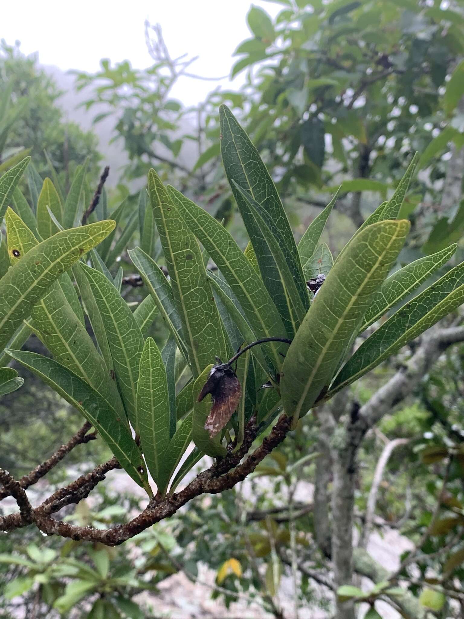 Image of Acridocarpus natalitius var. natalitius