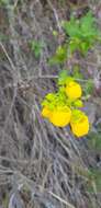 Image of Calceolaria collina Phil.