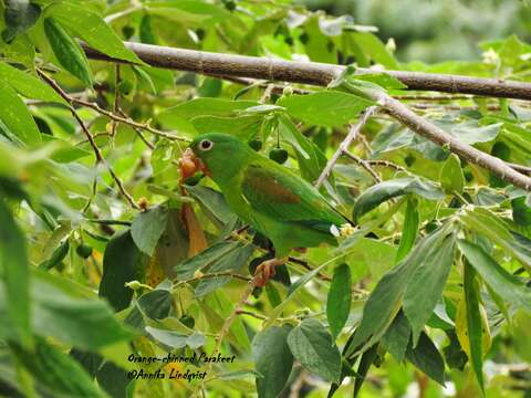 Image of Orange-chinned Parakeet