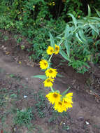 Image of Maximilian sunflower