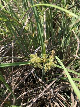 Image of Javanese flatsedge