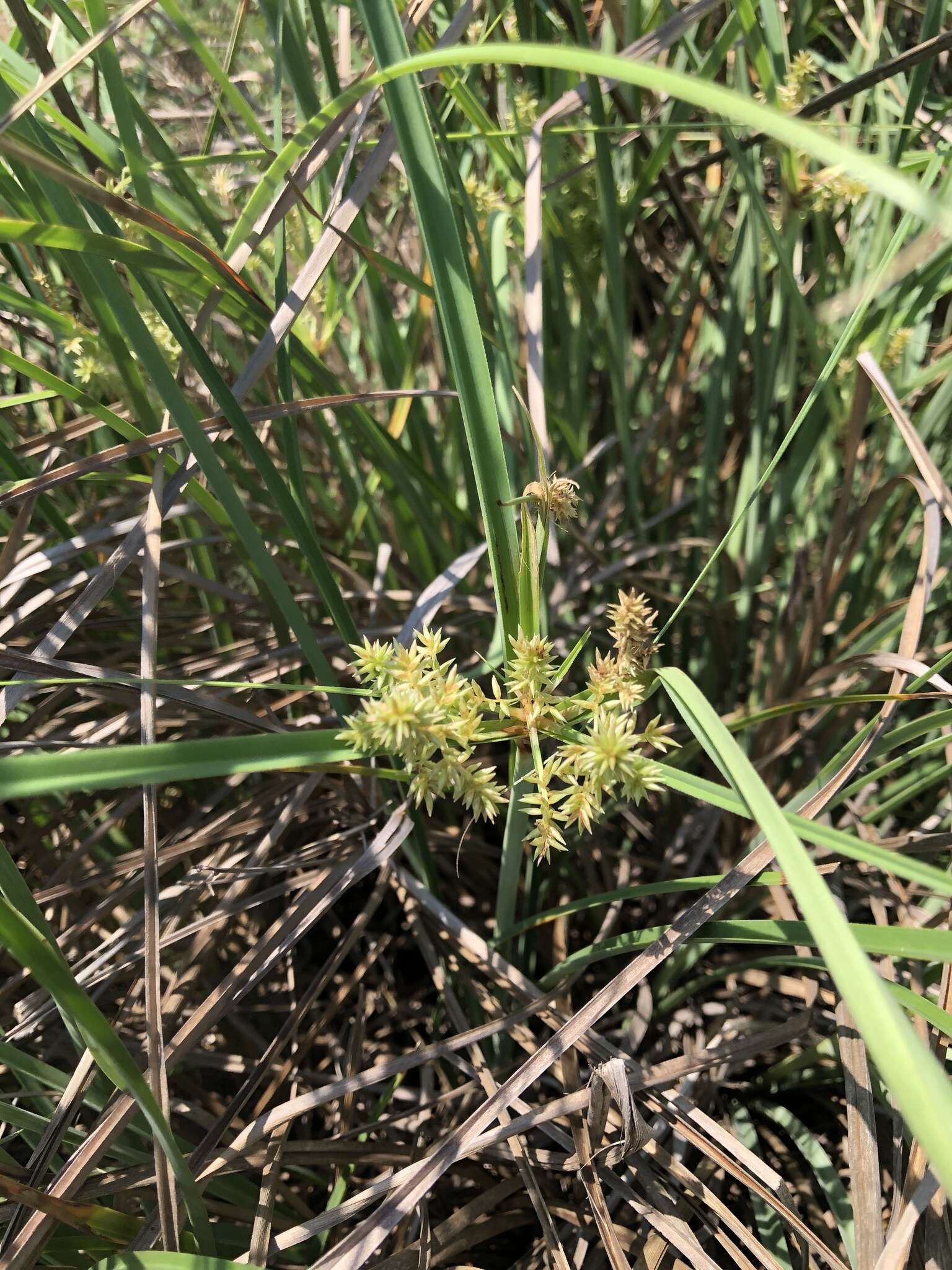 Слика од Cyperus javanicus Houtt.