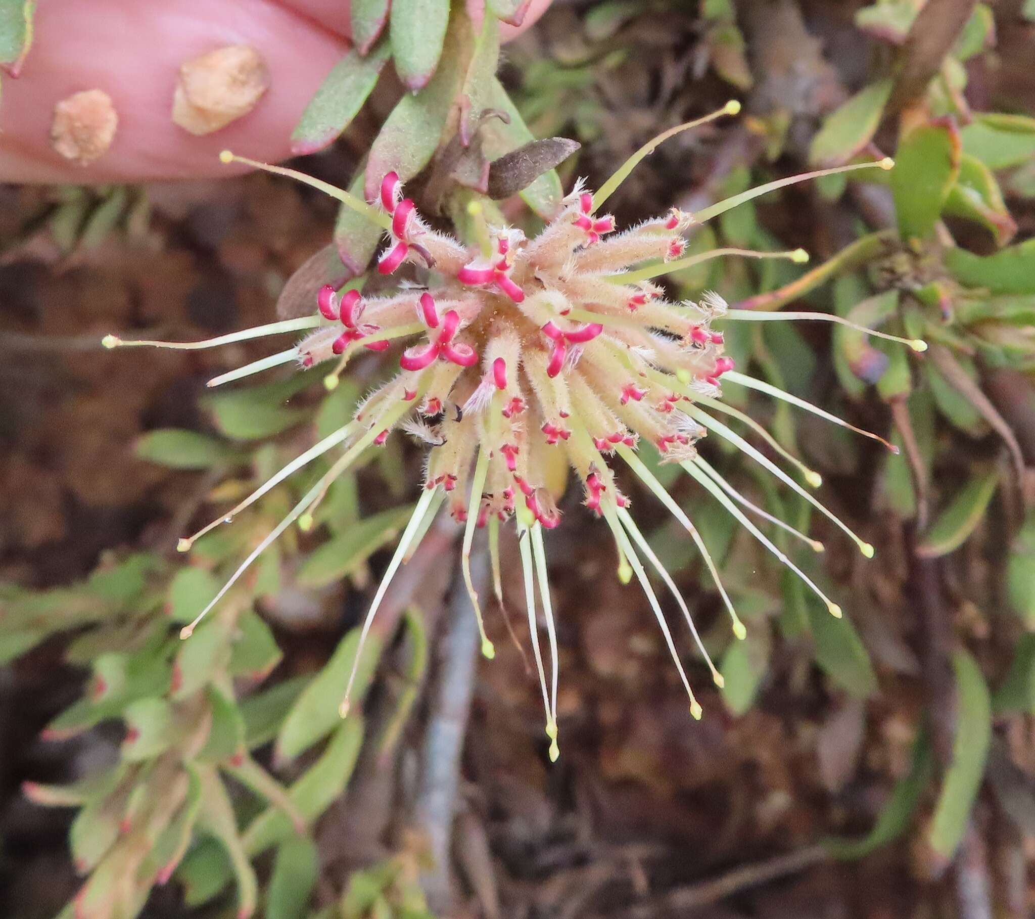 Plancia ëd Leucospermum heterophyllum (Thunb.) Rourke