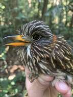 Image of Semicollared Puffbird