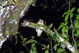 Image of Hodgson's Frogmouth