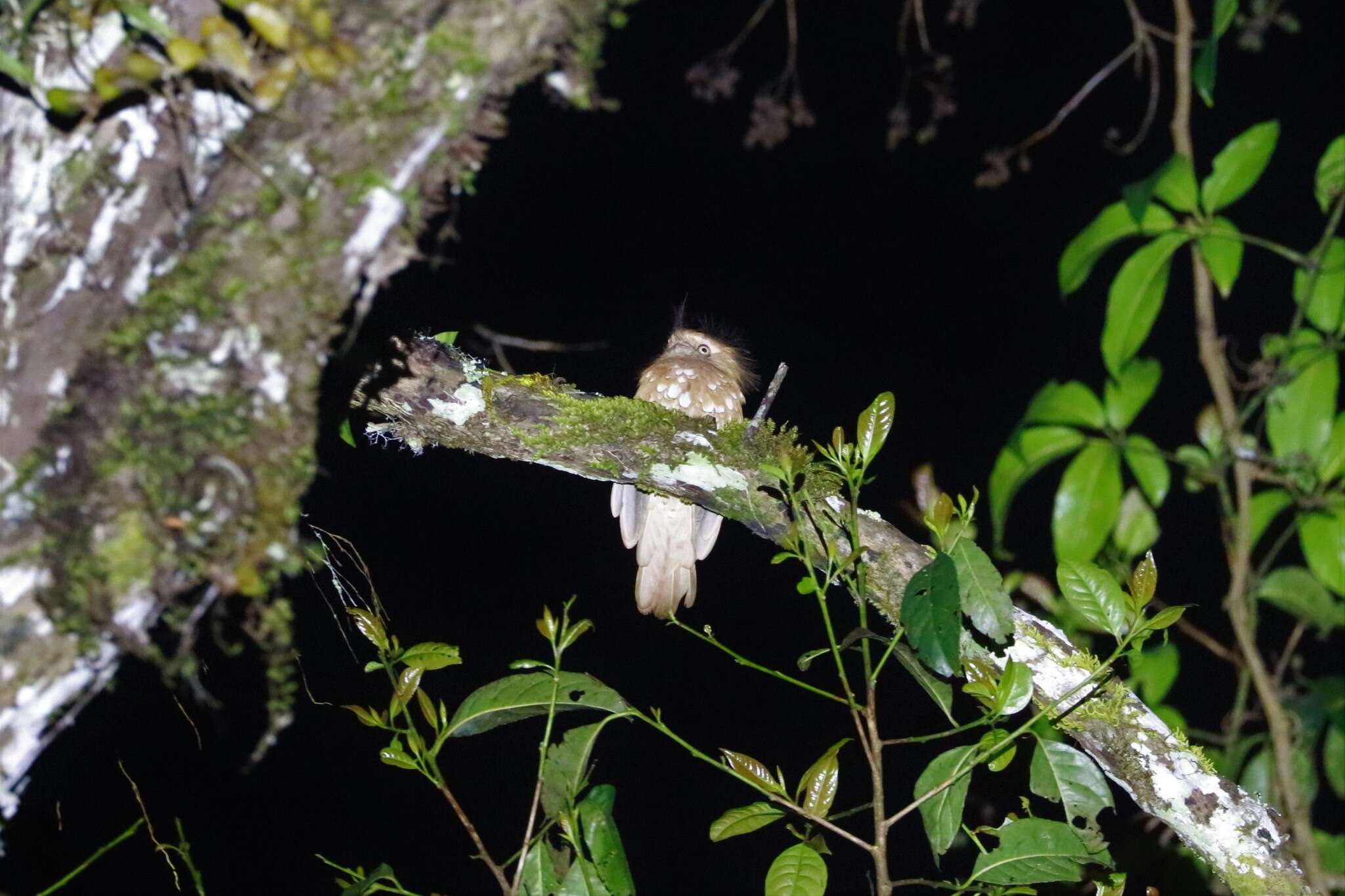 Image of Hodgson's Frogmouth