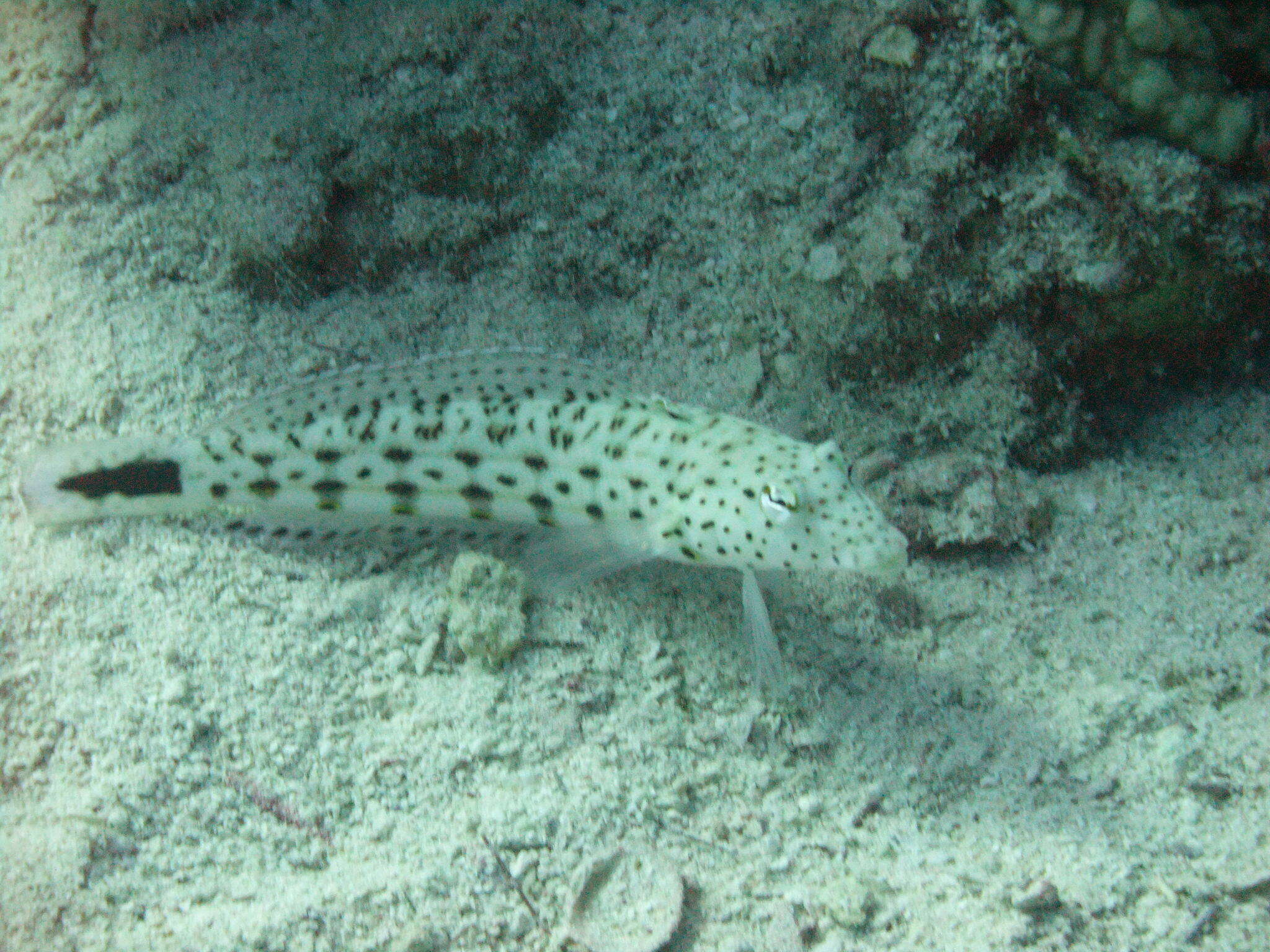 Image of Speckled sandperch