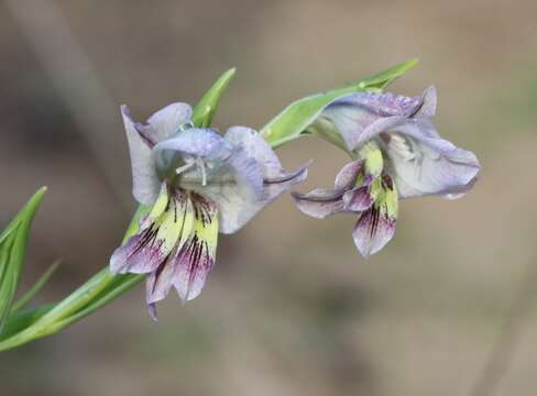 Image of Gladiolus griseus Goldblatt & J. C. Manning