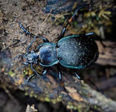 Image of Carabus (Carabus) goryi Dejean 1831