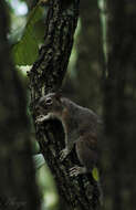 Image of Sciurus nayaritensis nayaritensis J. A. Allen 1890