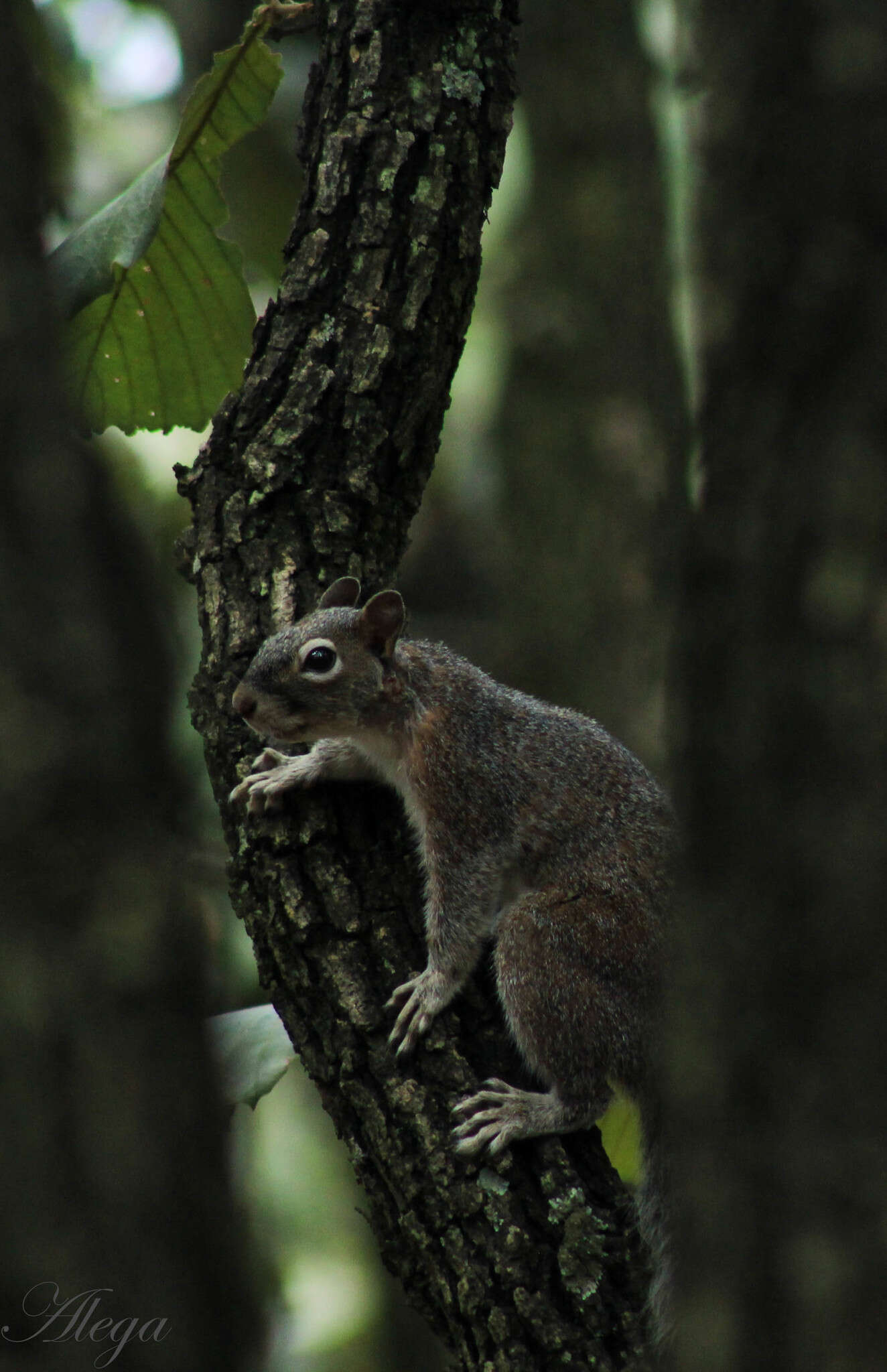 Image of Sciurus nayaritensis nayaritensis J. A. Allen 1890