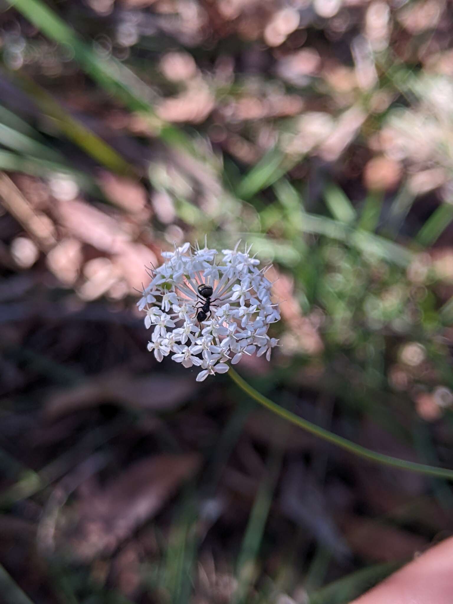 Image of Trachymene incisa subsp. incisa