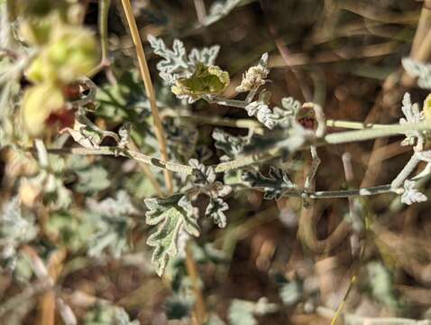 Image of caliche globemallow