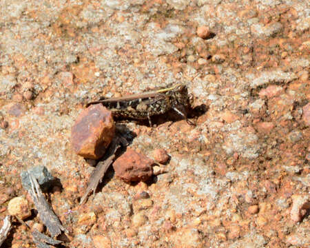 Image of Heteropternis obscurella (Blanchard & E. 1853)