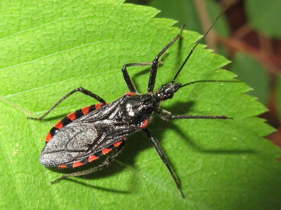 Plancia ëd Rhynocoris leucospilus sibiricus (Jakovlev 1893)