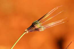 Image of Rock pelargonium