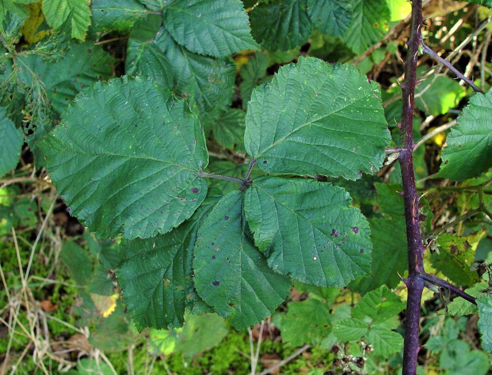 Image of Rubus incurvatus Bab.