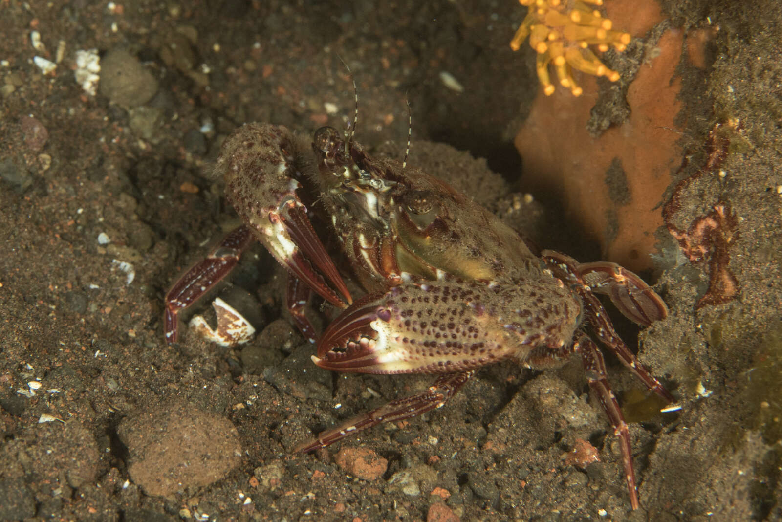 Image of <i>Charybdis granulata</i>